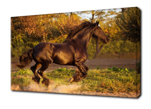 Fotoobraz z koniem, fotoobraz konie