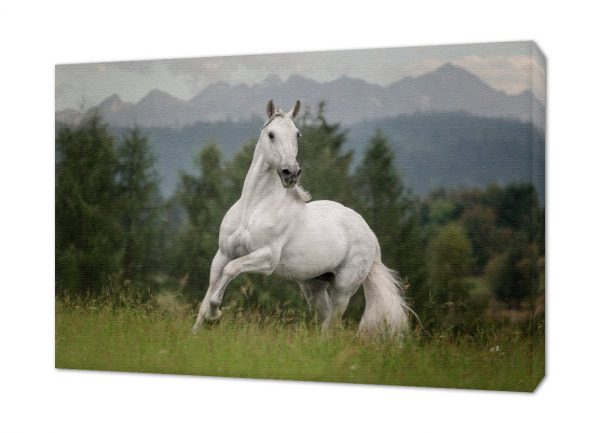 Fotoobraz konie